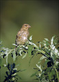 Repnik_Linnet_02.jpg