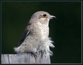 Rjavi_srakoper_Red_backed_shrike_04.jpg