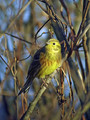 Rumeni_strnad_Yellowhammer_03.jpg