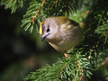 Rumenoglavi_kraljicek_Goldcrest_02.jpg