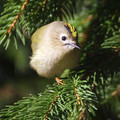 Rumenoglavi_kraljicek_Goldcrest_03.jpg