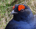 Rusevec_Black_grouse_03.jpg