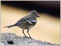 Ime datoteke=Scinkavec_Chaffinch_02.jpg
Velikost datoteke=164KB
Dimenzija=820x620
Datum objave=11.01.2008 Scinkavec_Chaffinch_02.jpg