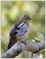 Ime datoteke=Scinkavec_Chaffinch_03.jpg
Velikost datoteke=127KB
Dimenzija=478x620
Datum objave=11.01.2008 Scinkavec_Chaffinch_03.jpg