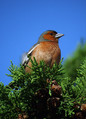 Ime datoteke=Scinkavec_Chaffinch_04.jpg
Velikost datoteke=177KB
Dimenzija=600x826
Datum objave=11.01.2008 Scinkavec_Chaffinch_04.jpg