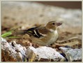 Ime datoteke=Scinkavec_Chaffinch_06.jpg
Velikost datoteke=178KB
Dimenzija=826x626
Datum objave=11.01.2008 Scinkavec_Chaffinch_06.jpg