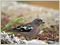 Ime datoteke=Scinkavec_Chaffinch_07.jpg
Velikost datoteke=173KB
Dimenzija=826x626
Datum objave=11.01.2008 Scinkavec_Chaffinch_07.jpg