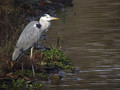 Ime datoteke=Siva__caplja_Grey_heron_01.jpg
Velikost datoteke=194KB
Dimenzija=800x600
Datum objave=11.01.2008 Siva__caplja_Grey_heron_01.jpg