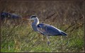 Ime datoteke=Siva__caplja_Grey_heron_02.jpg
Velikost datoteke=177KB
Dimenzija=800x501
Datum objave=11.01.2008 Siva__caplja_Grey_heron_02.jpg