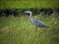 Ime datoteke=Siva__caplja_Grey_heron_03.jpg
Velikost datoteke=280KB
Dimenzija=782x587
Datum objave=11.01.2008 Siva__caplja_Grey_heron_03.jpg