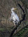 Ime datoteke=Siva__caplja_Grey_heron_04.jpg
Velikost datoteke=252KB
Dimenzija=602x802
Datum objave=11.01.2008 Siva__caplja_Grey_heron_04.jpg