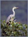 Ime datoteke=Siva__caplja_Grey_heron_05.jpg
Velikost datoteke=242KB
Dimenzija=516x684
Datum objave=11.01.2008 Siva__caplja_Grey_heron_05.jpg
