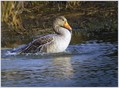 Ime datoteke=Siva_gos_Greylang_goose_01.jpg
Velikost datoteke=252KB
Dimenzija=900x667
Datum objave=11.01.2008 Siva_gos_Greylang_goose_01.jpg