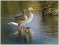 Ime datoteke=Siva_gos_Greylang_goose_02.jpg
Velikost datoteke=271KB
Dimenzija=898x690
Datum objave=11.01.2008 Siva_gos_Greylang_goose_02.jpg