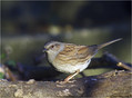 Ime datoteke=Siva_pevka_Dunnock_02.jpg
Velikost datoteke=223KB
Dimenzija=802x594
Datum objave=11.01.2008 Siva_pevka_Dunnock_02.jpg
