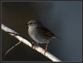 Ime datoteke=Siva_pevka_Dunnock_05.jpg
Velikost datoteke=113KB
Dimenzija=778x590
Datum objave=11.01.2008 Siva_pevka_Dunnock_05.jpg