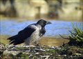 Ime datoteke=Siva_vrana_Hooded_crow_01.jpg
Velikost datoteke=261KB
Dimenzija=802x576
Datum objave=13.01.2008 Siva_vrana_Hooded_crow_01.jpg