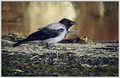 Ime datoteke=Siva_vrana_Hooded_crow_03.jpg
Velikost datoteke=270KB
Dimenzija=820x535
Datum objave=13.01.2008 Siva_vrana_Hooded_crow_03.jpg