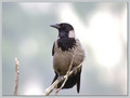 Ime datoteke=Siva_vrana_Hooded_crow_04.jpg
Velikost datoteke=118KB
Dimenzija=790x600
Datum objave=13.01.2008 Siva_vrana_Hooded_crow_04.jpg
