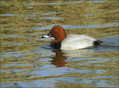 Ime datoteke=Sivka_Pochard_01.jpg
Velikost datoteke=180KB
Dimenzija=802x592
Datum objave=13.01.2008 Sivka_Pochard_01.jpg