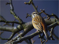 Skalni_strnad_Rock_bunting_01.jpg