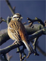 Skalni_strnad_Rock_bunting_02.jpg