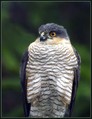 Skobec_Sparrowhawk_01.jpg