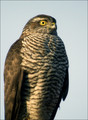 Skobec_Sparrowhawk_04.jpg