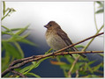 Skrlatec_Scarlet_rosefinch_02.jpg