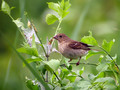 Skrlatec_Scarlet_rosefinch_03.jpg