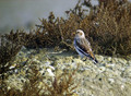 Snezni_strnad_Snow_bunting_05.jpg