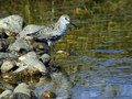 Ime datoteke=Spremenljivi_prodnik_Dunlin_02.jpg
Velikost datoteke=193KB
Dimenzija=800x600
Datum objave=13.01.2008 Spremenljivi_prodnik_Dunlin_02.jpg
