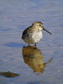 Ime datoteke=Spremenljivi_prodnik_Dunlin_03.jpg
Velikost datoteke=156KB
Dimenzija=600x800
Datum objave=13.01.2008 Spremenljivi_prodnik_Dunlin_03.jpg