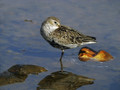 Ime datoteke=Spremenljivi_prodnik_Dunlin_07.jpg
Velikost datoteke=162KB
Dimenzija=800x600
Datum objave=13.01.2008 Spremenljivi_prodnik_Dunlin_07.jpg