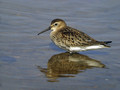 Ime datoteke=Spremenljivi_prodnik_Dunlin_08.jpg
Velikost datoteke=156KB
Dimenzija=800x600
Datum objave=13.01.2008 Spremenljivi_prodnik_Dunlin_08.jpg