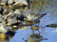 Ime datoteke=Spremenljivi_prodnik_Dunlin_09.jpg
Velikost datoteke=183KB
Dimenzija=850x626
Datum objave=13.01.2008 Spremenljivi_prodnik_Dunlin_09.jpg