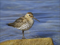 Ime datoteke=Spremenljivi_prodnik_Dunlin_11.jpg
Velikost datoteke=255KB
Dimenzija=802x602
Datum objave=14.01.2008 Spremenljivi_prodnik_Dunlin_11.jpg