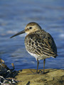 Ime datoteke=Spremenljivi_prodnik_Dunlin_12.jpg
Velikost datoteke=281KB
Dimenzija=600x800
Datum objave=14.01.2008 Spremenljivi_prodnik_Dunlin_12.jpg