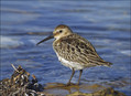 Ime datoteke=Spremenljivi_prodnik_Dunlin_14.jpg
Velikost datoteke=270KB
Dimenzija=802x588
Datum objave=14.01.2008 Spremenljivi_prodnik_Dunlin_14.jpg