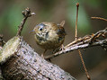 Ime datoteke=Strzek_Wren_05.jpg
Velikost datoteke=222KB
Dimenzija=850x637
Datum objave=15.01.2008 Strzek_Wren_05.jpg