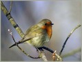 Tascica_Robin_02.jpg