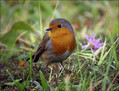 Tascica_Robin_05.jpg