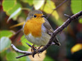 Tascica_Robin_07.jpg