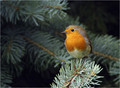 Tascica_Robin_09.jpg