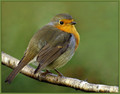 Tascica_Robin_10.jpg