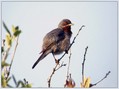 Tascicna_penica_Subalpine_warbler_01.jpg