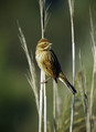 Ime datoteke=Trstni_strnad_Reed_bunting_01.jpg
Velikost datoteke=173KB
Dimenzija=600x824
Datum objave=17.01.2008 Trstni_strnad_Reed_bunting_01.jpg