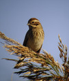 Ime datoteke=Trstni_strnad_Reed_bunting_08.jpg
Velikost datoteke=209KB
Dimenzija=678x800
Datum objave=17.01.2008 Trstni_strnad_Reed_bunting_08.jpg