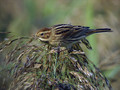 Ime datoteke=Trstni_strnad_Reed_bunting_09.jpg
Velikost datoteke=182KB
Dimenzija=800x600
Datum objave=17.01.2008 Trstni_strnad_Reed_bunting_09.jpg
