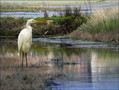 Ime datoteke=Velika_bela_caplja_Great_white_egret_02.jpg
Velikost datoteke=359KB
Dimenzija=799x603
Datum objave=17.01.2008 Velika_bela_caplja_Great_white_egret_02.jpg